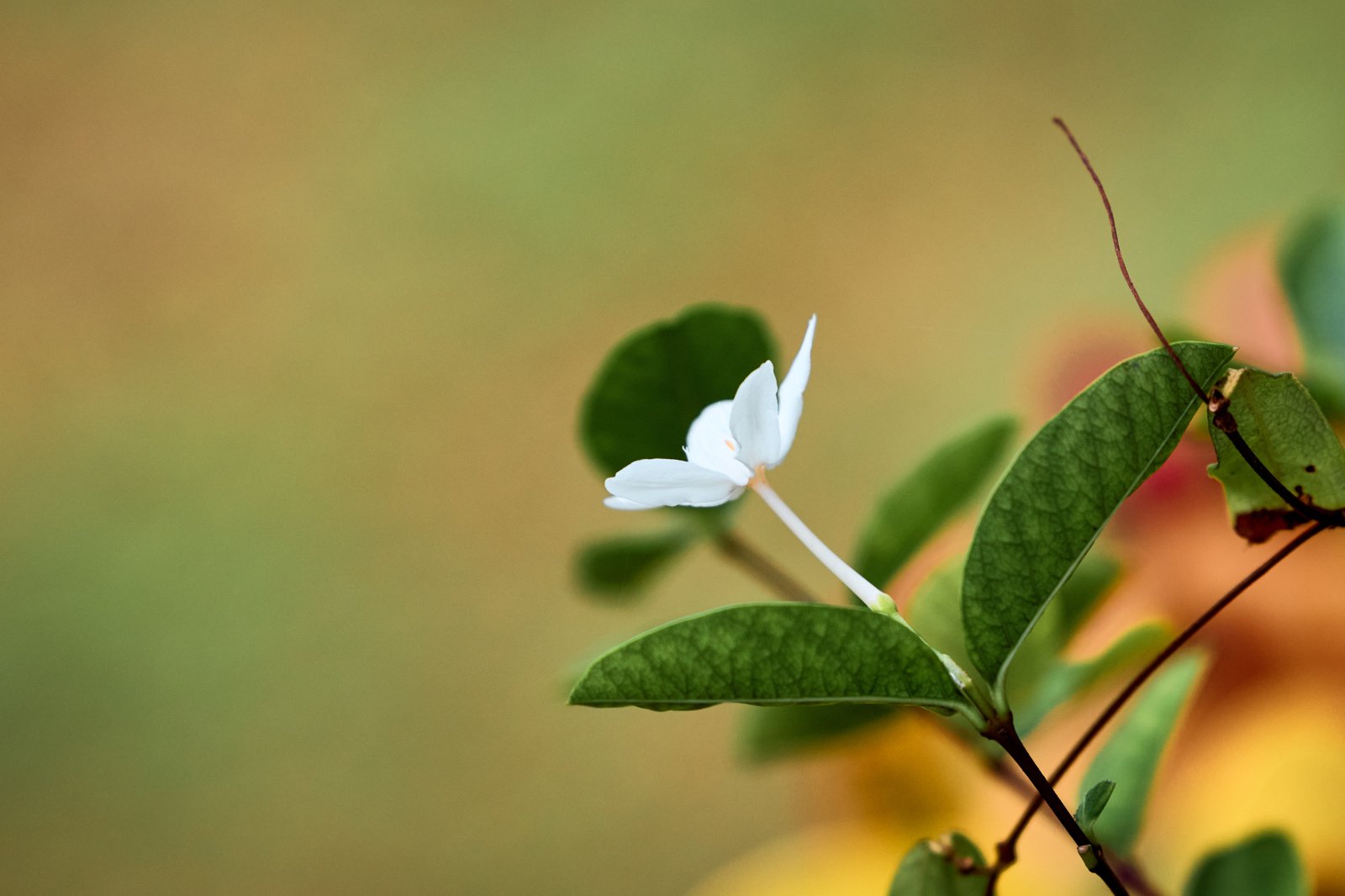 C92A6353294.jpg