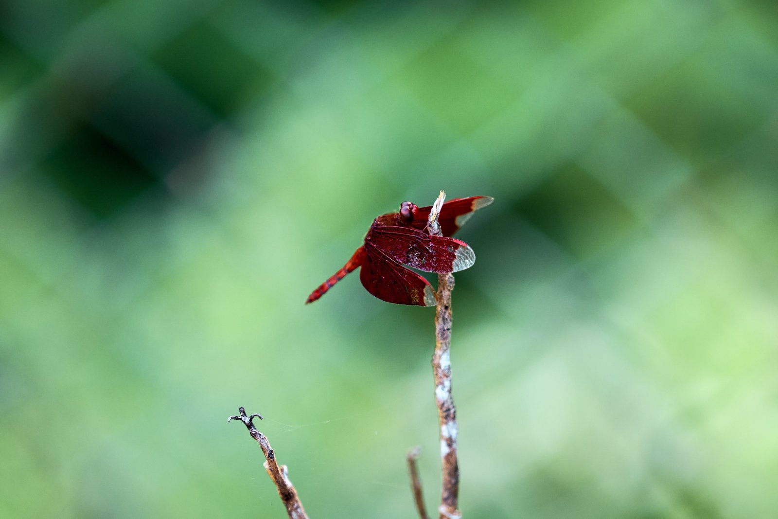C92A6440325.jpg